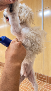 perro afeitando peluqueria