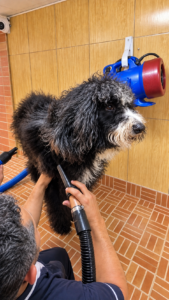 rocko peluqueria